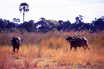 buffalo okovango botswana